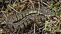 Diamondback Watersnake