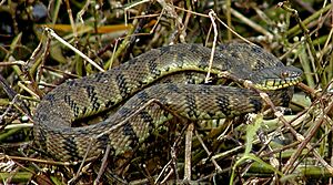 Diamondback Watersnake