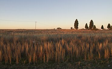 Dubbo NSW 2830, Australia - panoramio (81).jpg