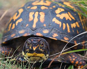 Eastern Box Turtle2