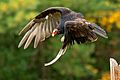 Eastern Turkey Vulture in flight, Canada