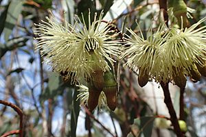 Eucalyptus astringens flowers