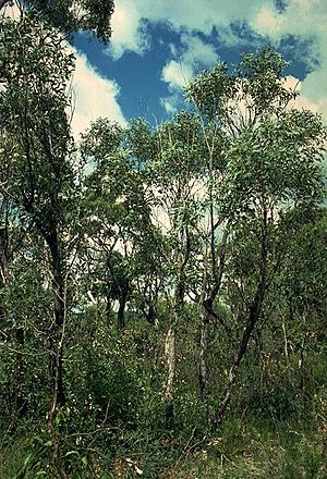 Eucalyptus capitellata habit.jpg