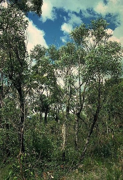 Eucalyptus capitellata habit