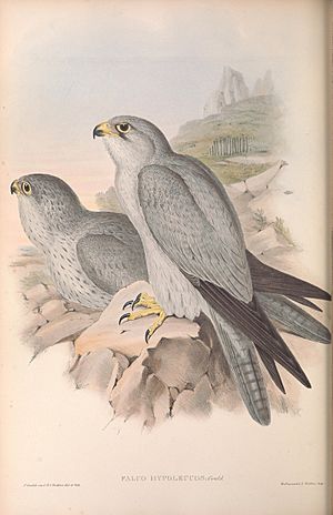 Falco hypoleucos by John Gould