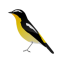 Ficedula zanthopygia sk