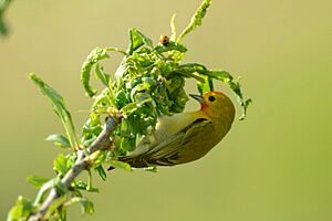 Fire-capped tit captured at Patnitop, J&K