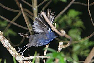 Flickr - Rainbirder - Ceylon Whistling-thrush (Myophonus blighi)
