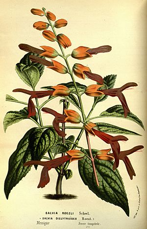 Flore des serres v14 031a.jpg