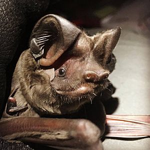 Florida bonneted bat (Eumops floridanus) photo by Shalana Gray