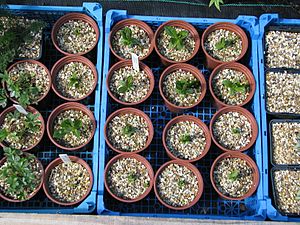 Gentiana punctata seedlings (13900812284)