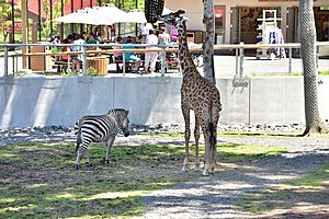 Giraffe and Zebra 2019 Wayne Smith