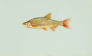 Golden shiner fish notemigonus crysoleucas
