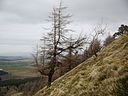 Great Mell Fell - larch