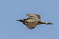 Great bittern (Botaurus stellaris) in flight Vadu