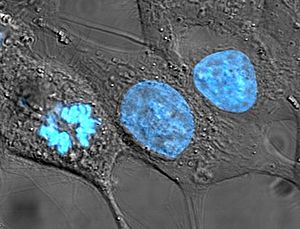 HeLa cells stained with Hoechst 33258