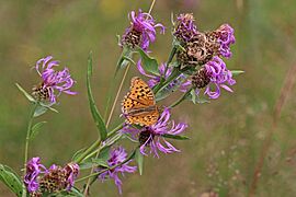 High brown fritillary (Argynnis adippe) on Black knapweed (Centaurea nigra) Bulgaria