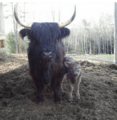 Highland Cow with Calf