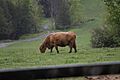 Highland cattle in a field in Saint-Benoît-du-Lac, Quebec