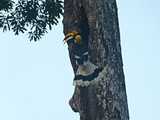 Hornbill nest