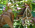 Hyalophora cecropia emerge