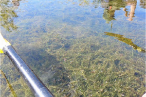 Hydrilla in the Mallows Bay–Potomac River National Marine Sanctuary