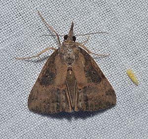 Hypena humuli - Hop Vine Moth (15022911065).jpg