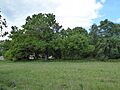 Iken Wood 5