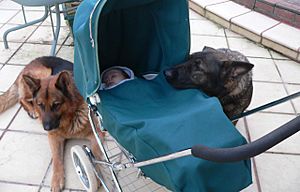 Infant with two German Shepherds