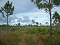 Jensen Beach FL Savannas Preserve SP01