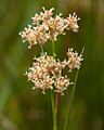 Juncus subnodulosus - trubbtåg-4374 - Flickr - Ragnhild & Neil Crawford