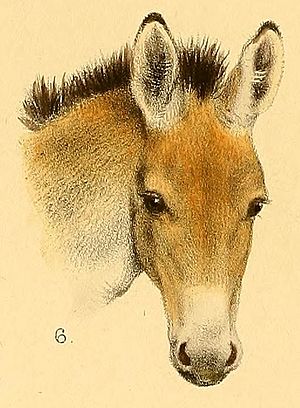 Kiang of Tibet (Kiang Equus) from the book entitled, The great and small game of India, Burma, and Tibet (1900) (cropped)