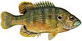 Lepomis cyanellus Raver (white background)