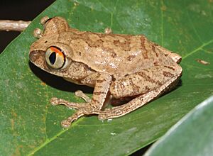 Leptopelis spiritusnoctis Facts for Kids