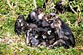 Macaca tonkeana groupe