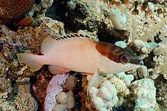 Mero de punta negra (Epinephelus fasciatus), parque nacional Ras Muhammad, Egipto, 2022-03-28, DD 09