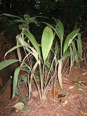 Molineria latifolia.JPG