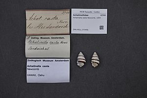 Naturalis Biodiversity Center - ZMA.MOLL.373456 - Achatinella casta Newcomb, 1854 - Achatinellidae - Mollusc shell.jpeg