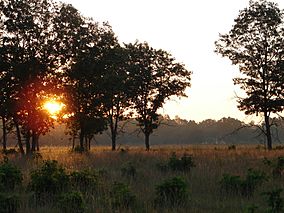 Necedah evening savanna (5447888509).jpg