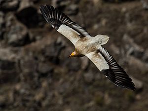 Neophron percnopterus - Egyptian vulture