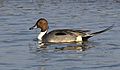 Northern Pintail male AMSM6102
