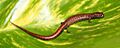 Nototriton lignicola