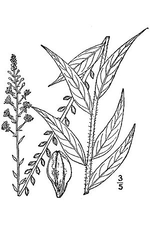 Oenothera curtiflora BB-1913.jpg