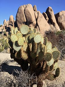 Opuntia chlorotica (dollarjoint pricklypear) in Joshua Tree National Park