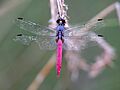 Orthetrum migratum 3239