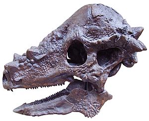 Pachycephalosaurus skull.JPG