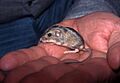 Pacific pocket mouse 4