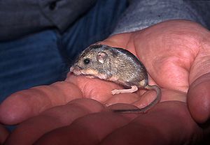 Pacific pocket mouse 4.jpg