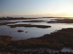 Pagham Harbour - geograph.org.uk - 12810