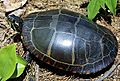 Painted-Turtle-1 Young.jpg